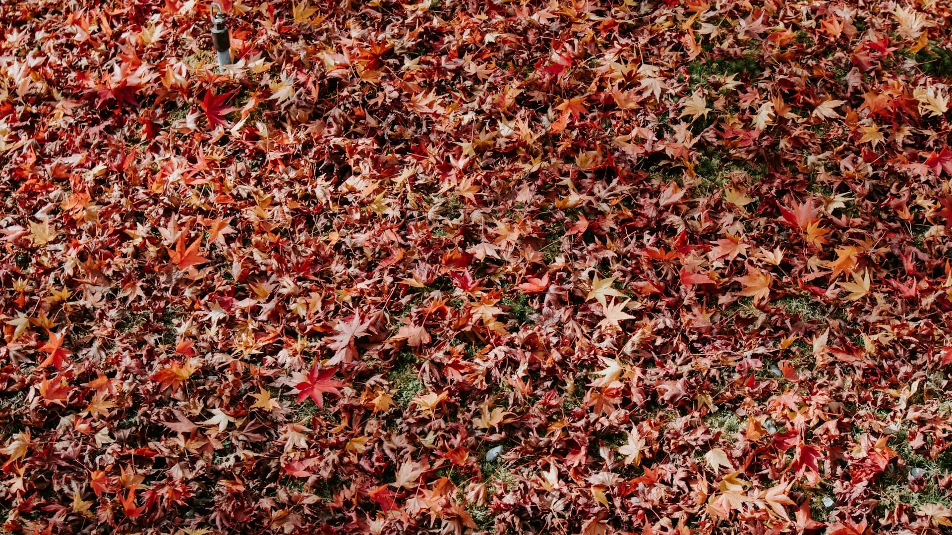 Seasonal Window Cleaning: Maximize Revenue in 9 Months